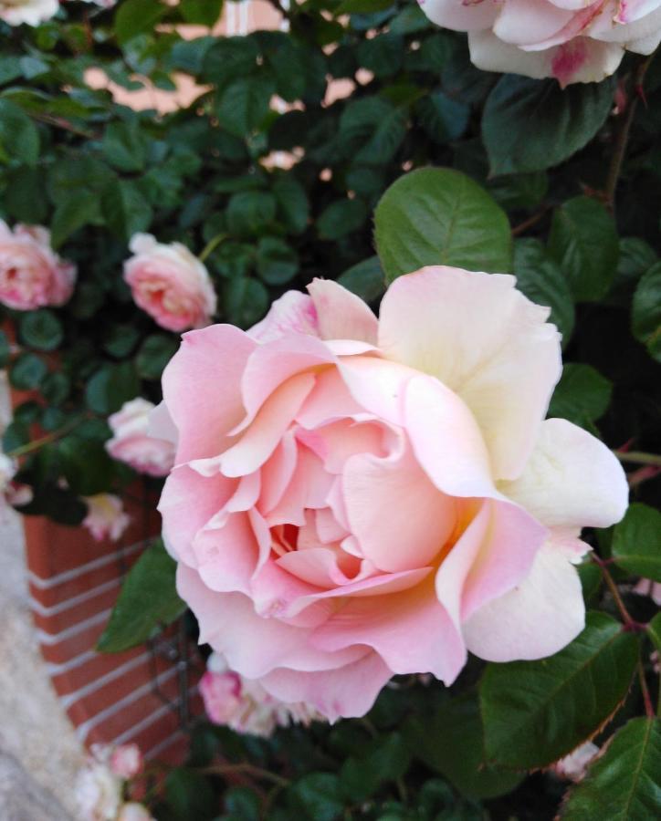 라마달레나 The Roses Garden B&B 외부 사진