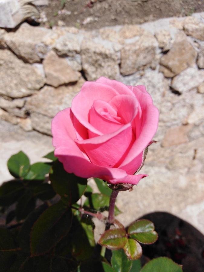라마달레나 The Roses Garden B&B 외부 사진