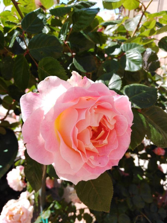 라마달레나 The Roses Garden B&B 외부 사진